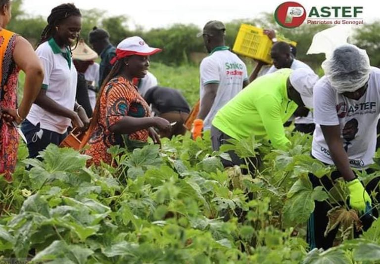 Au Sénégal, les « vacances agricoles » des jeunes du Pastef