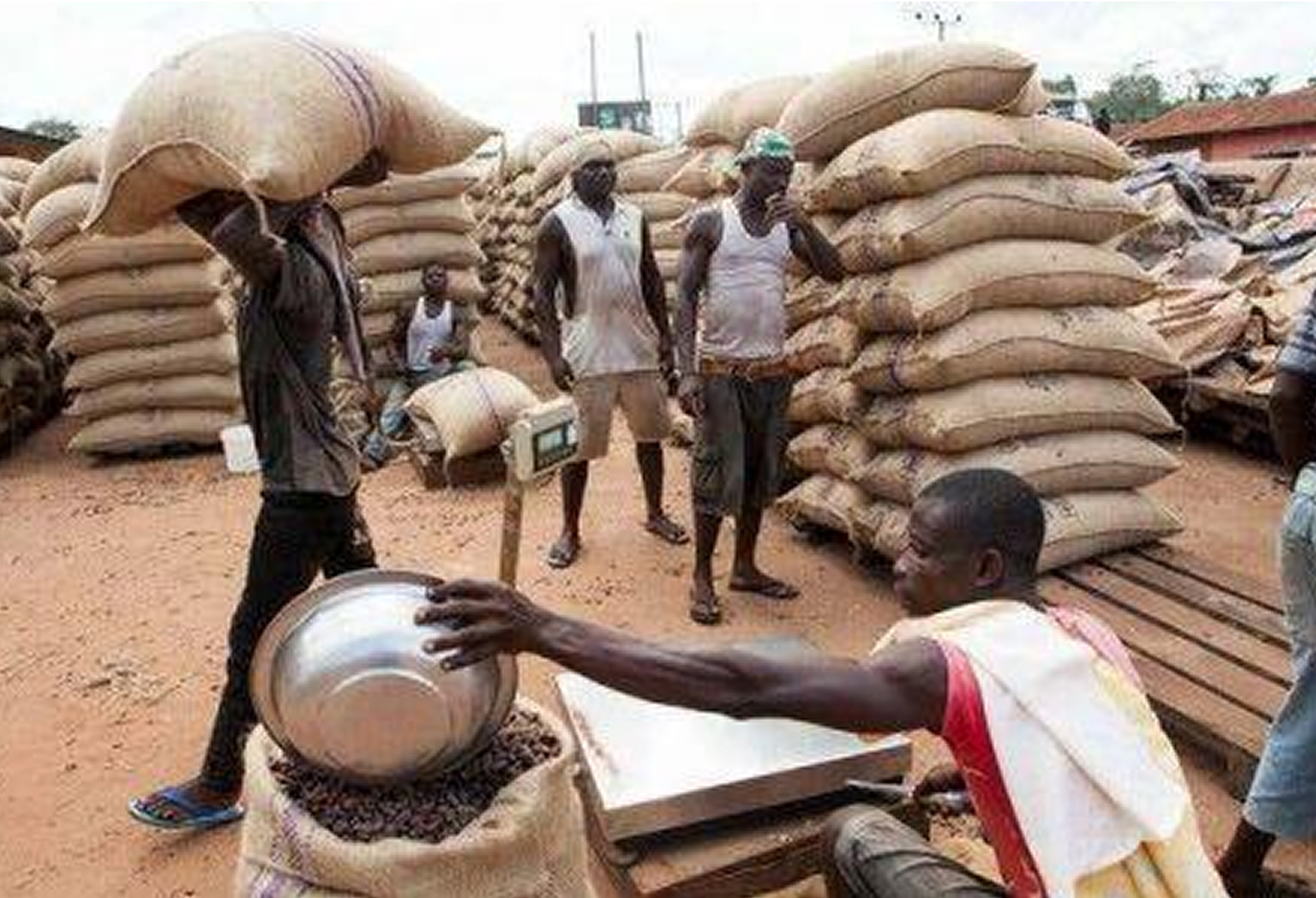 Côte d’Ivoire : reprise des achats de cacao après la suppression des primes